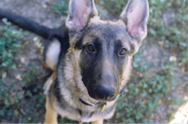 animals1.jpg