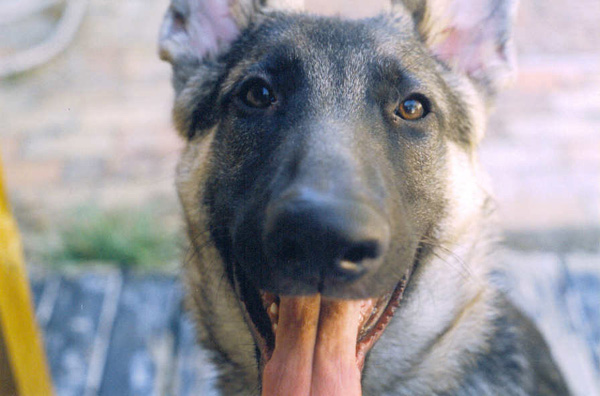 animals2.jpg