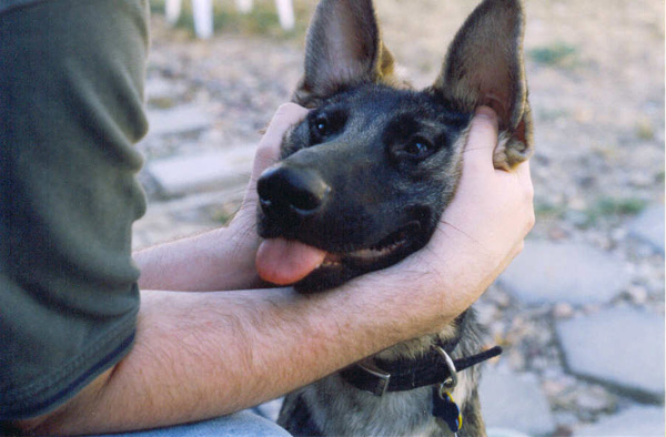 animals3.jpg