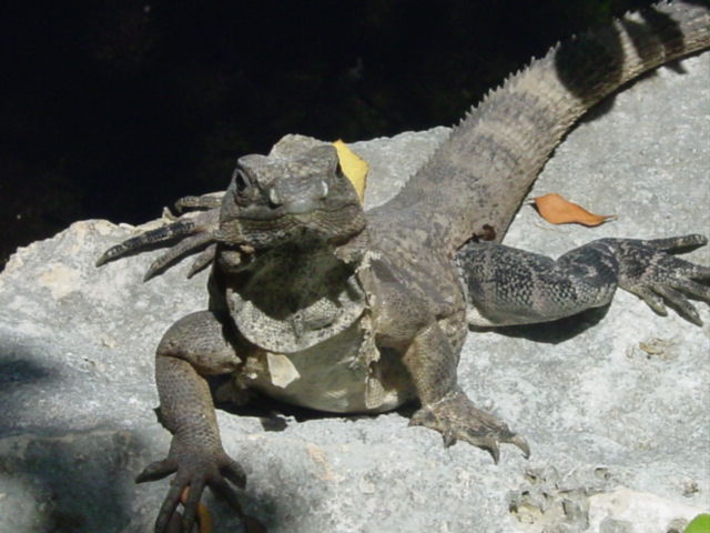 animals4.jpg