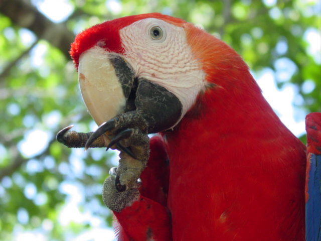 animals5.jpg